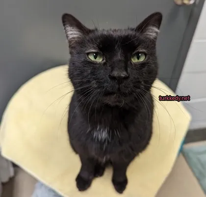 Kedi #3576