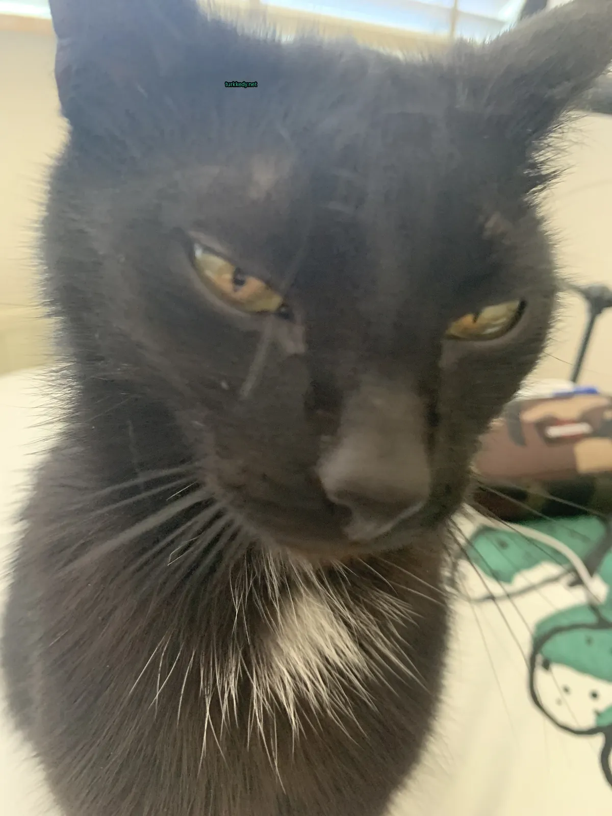 Kedi #3578