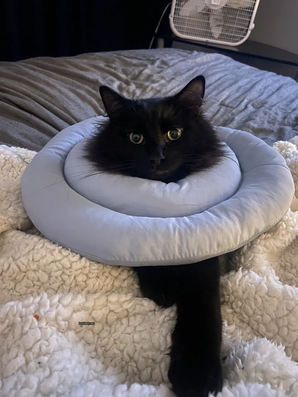 Kedi #3581