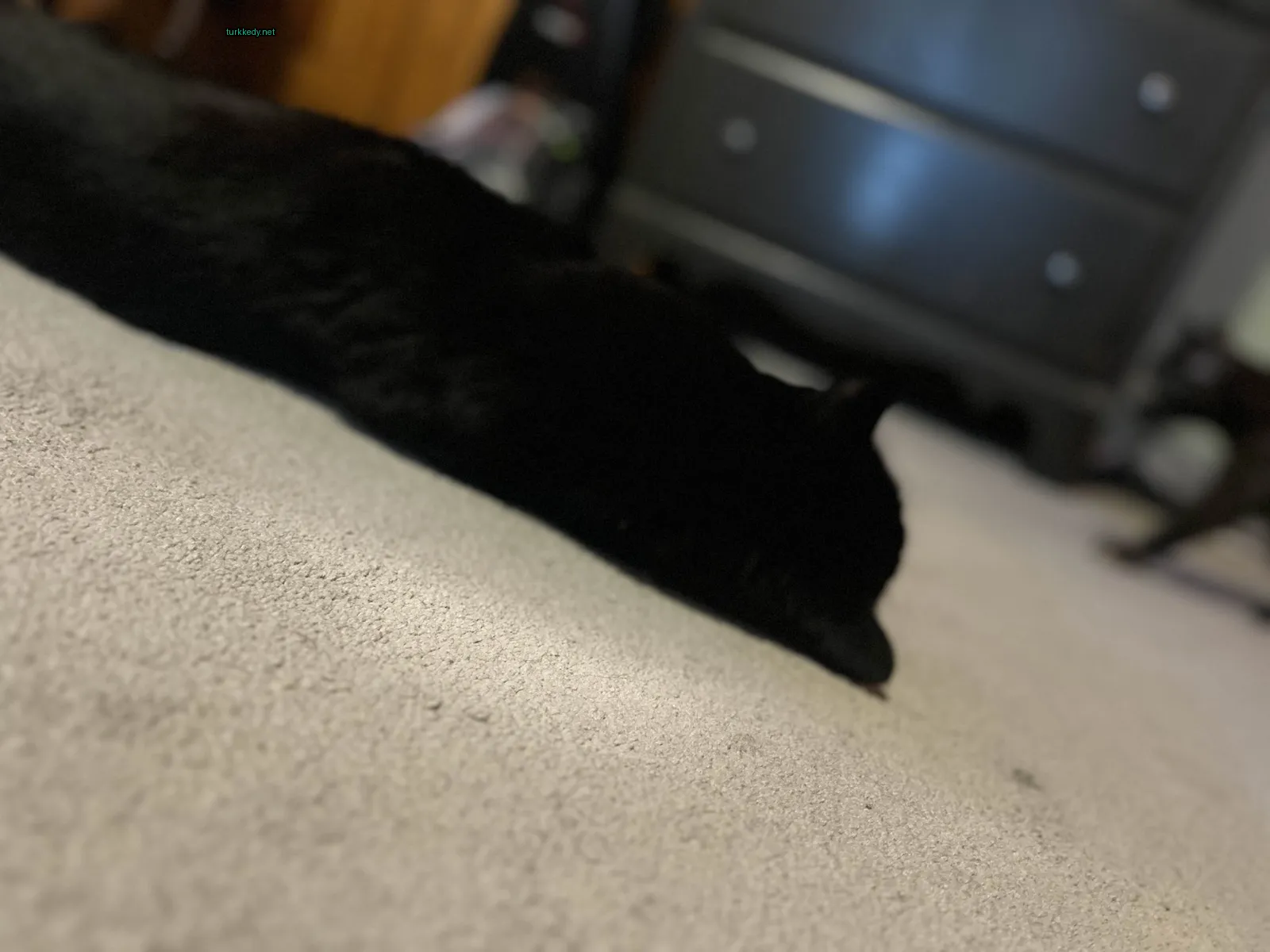 Kedi #3582