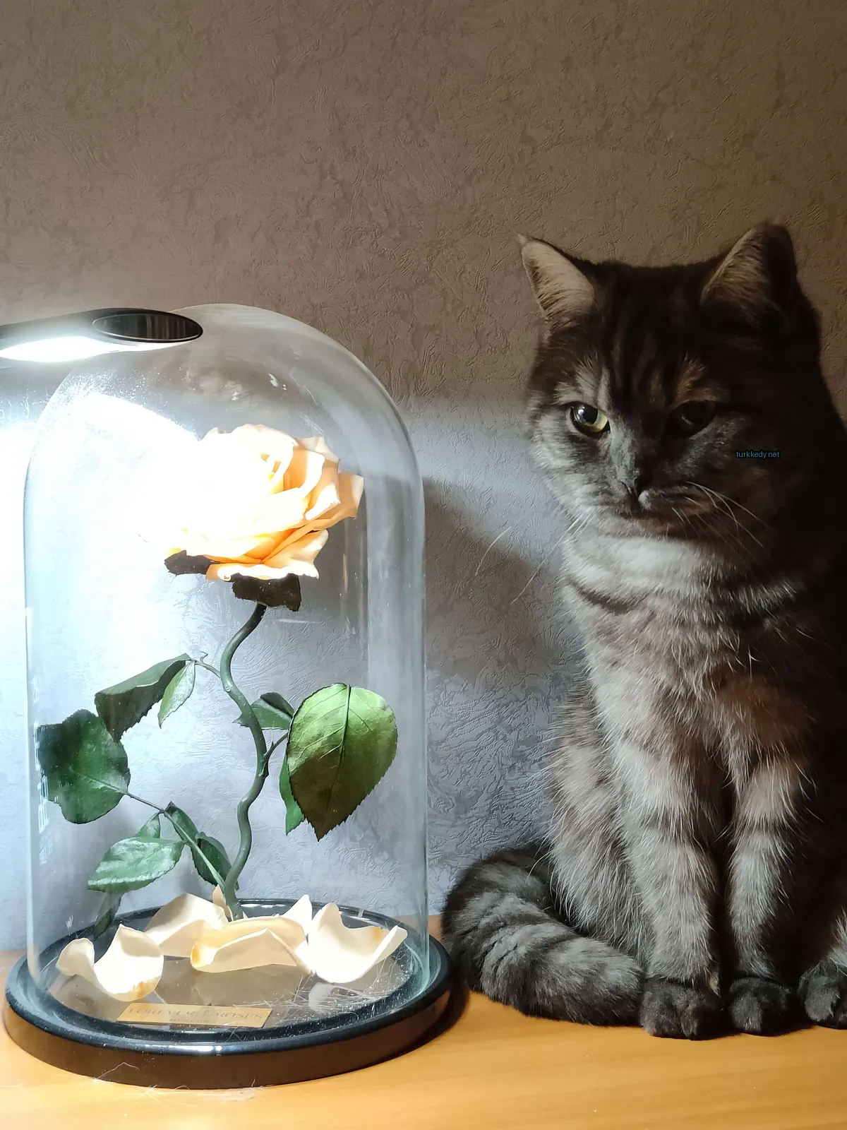 Kedi #3583