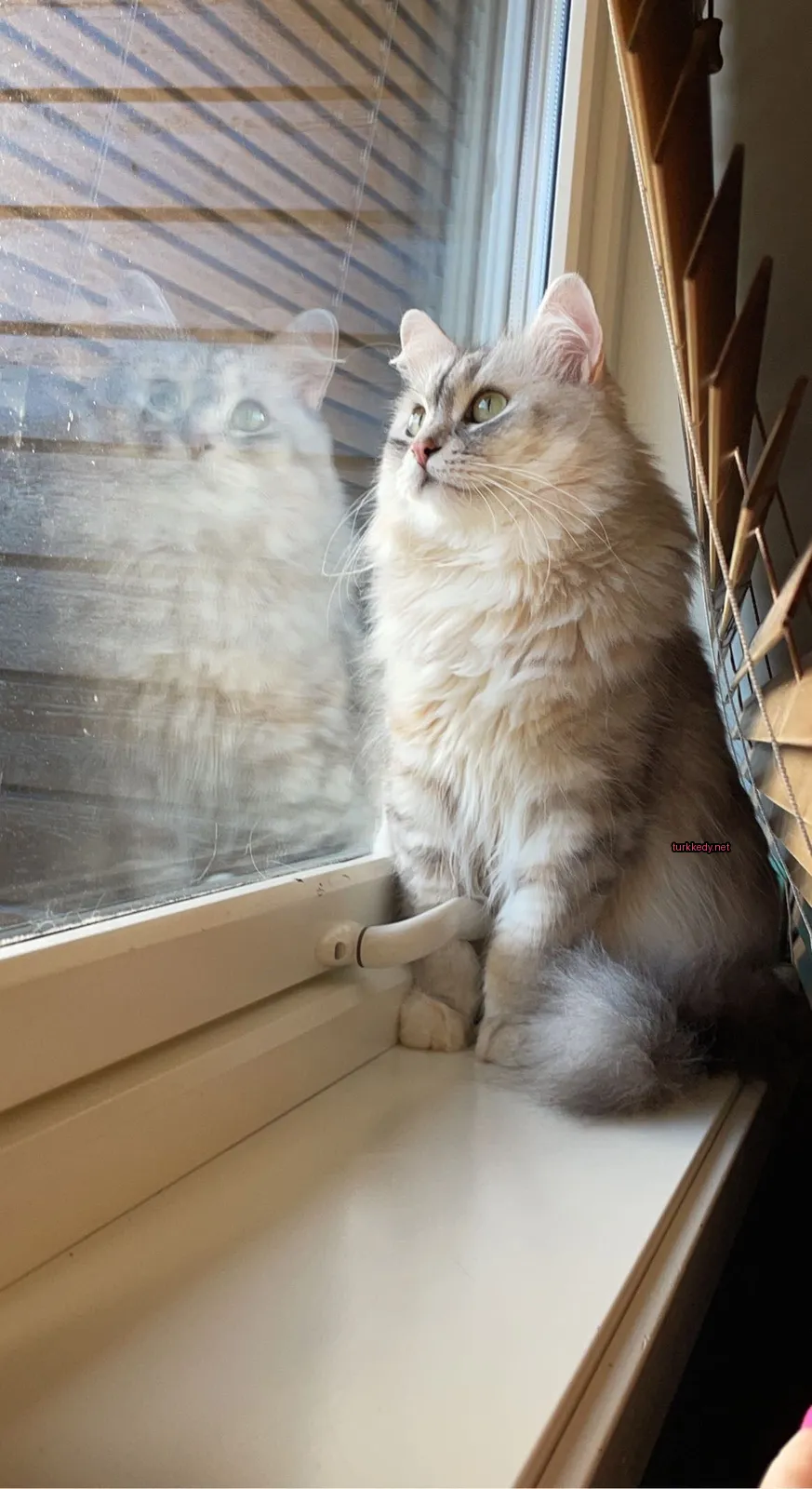Kedi #3584