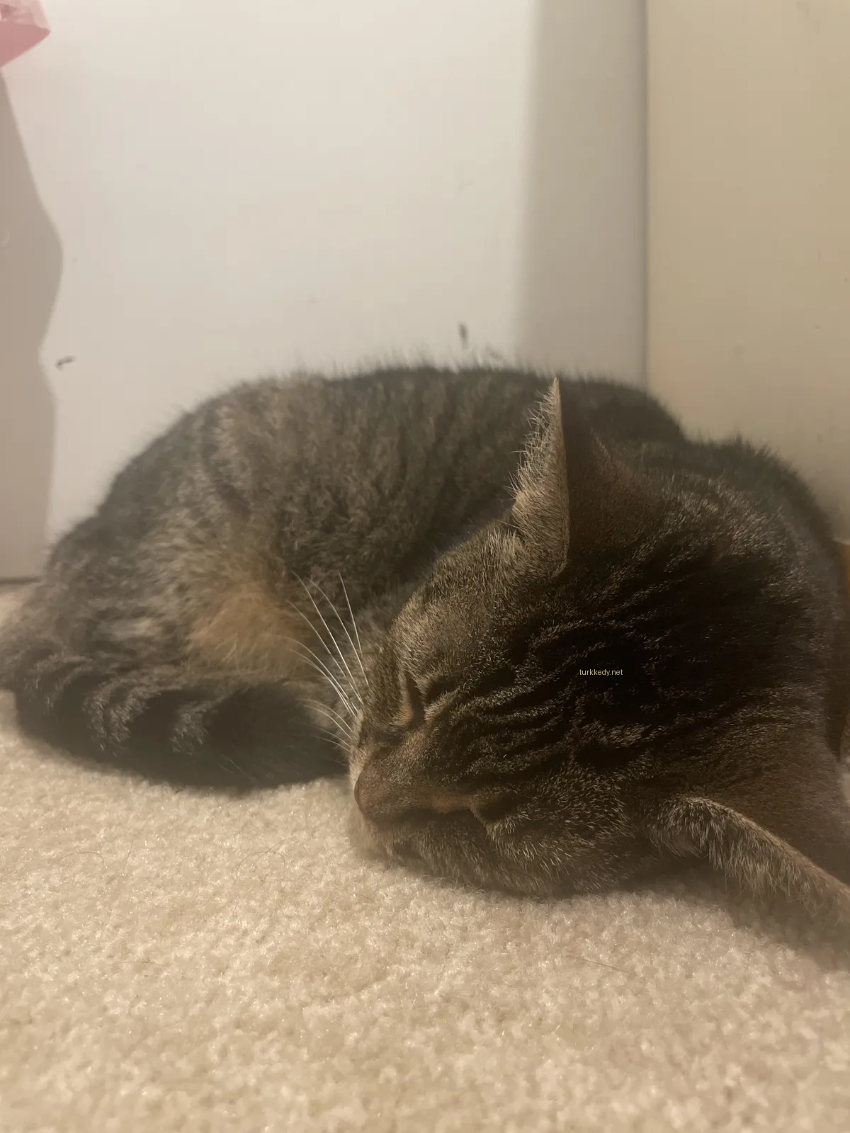 Kedi #3585