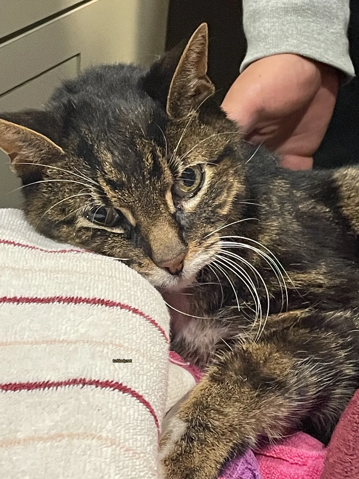 Kedi #3586