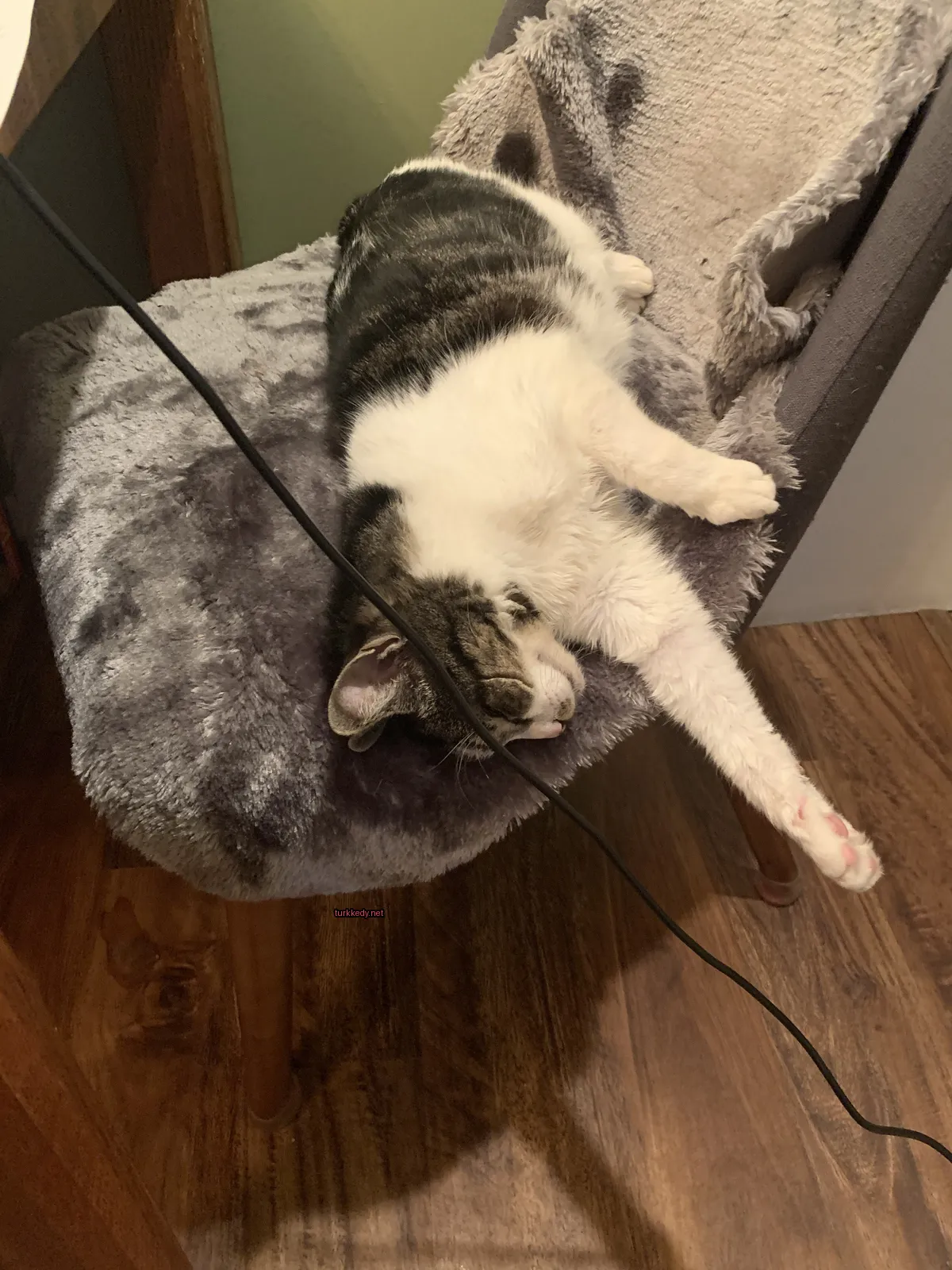 Kedi #3587
