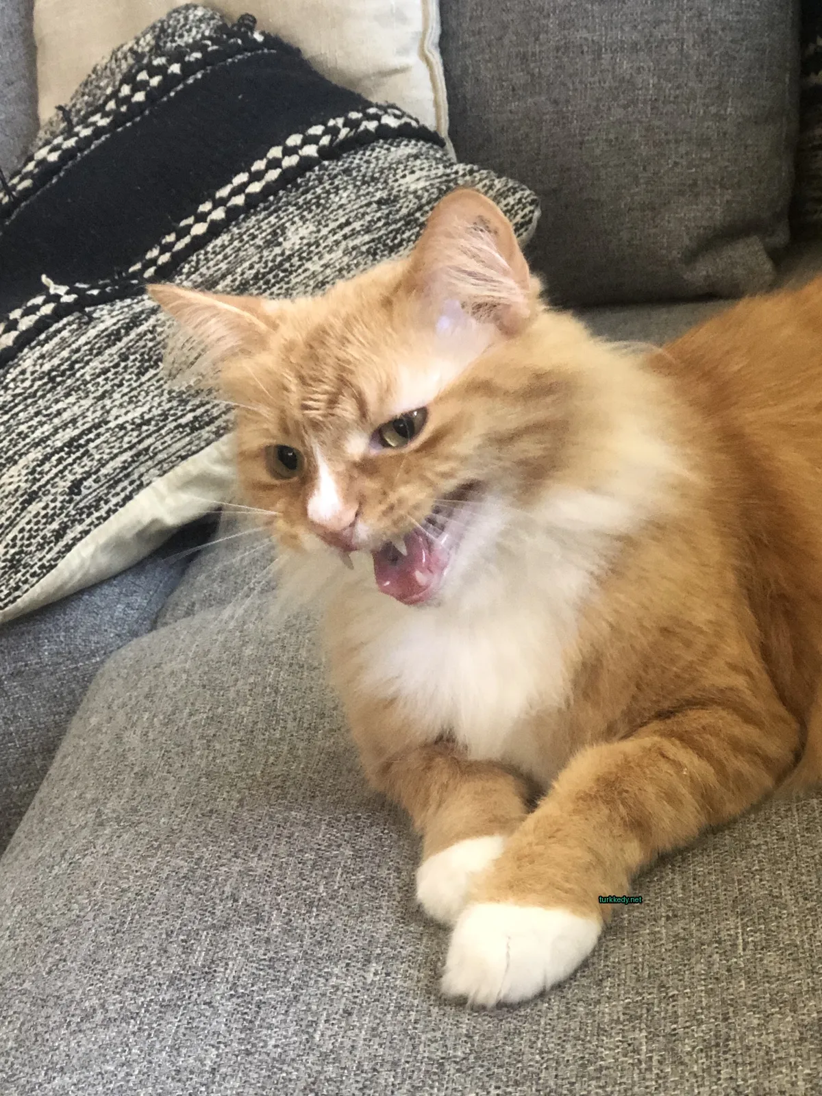 Kedi #3588
