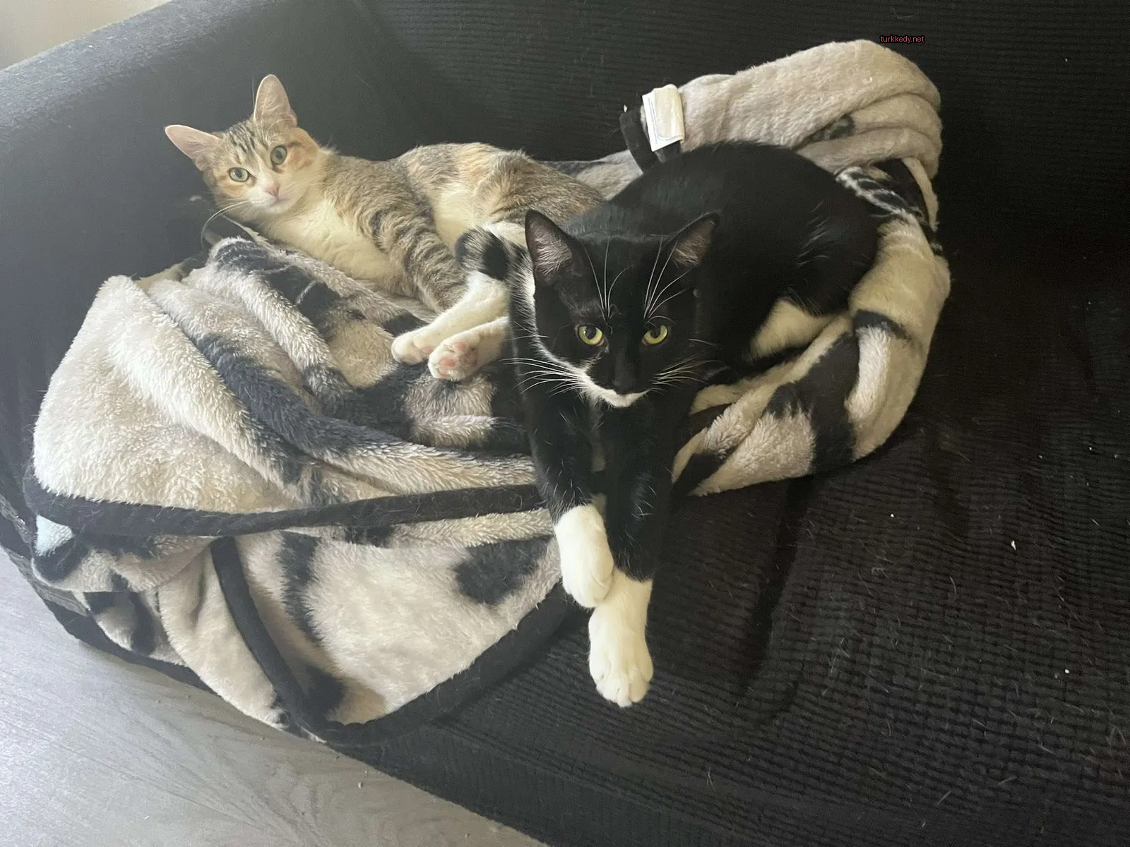 Kedi #3589