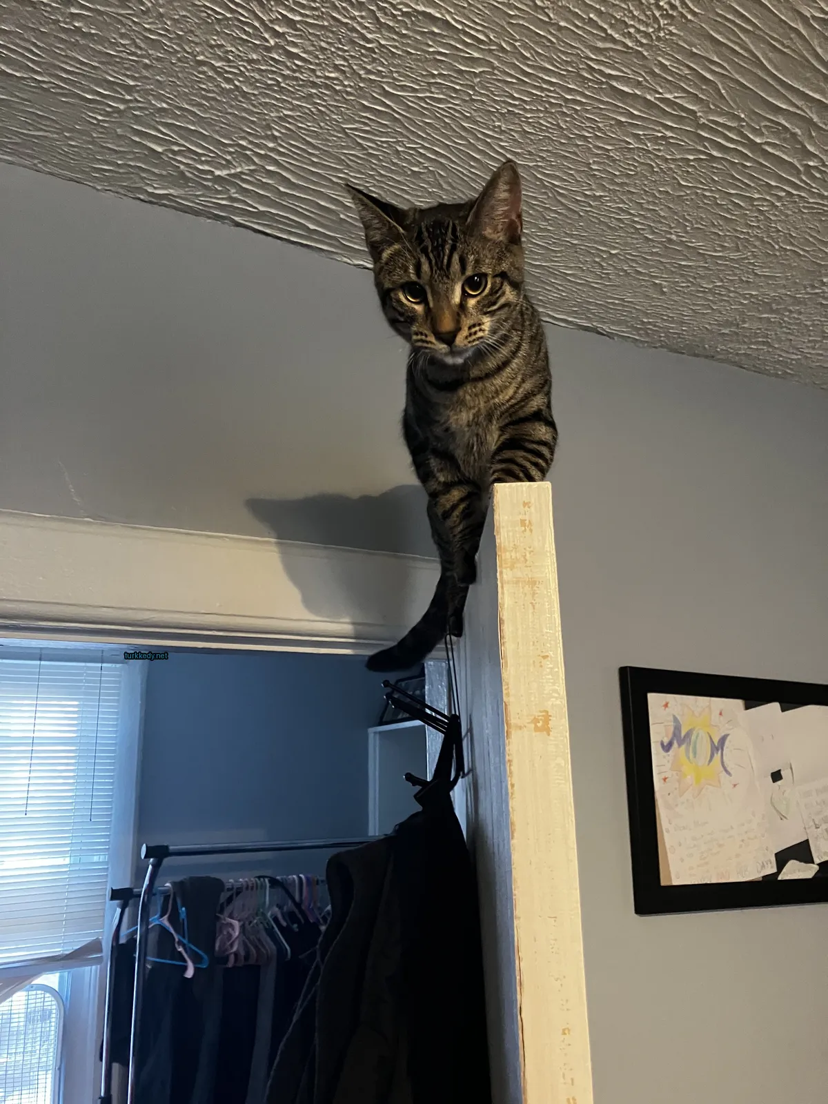 Kedi #3590