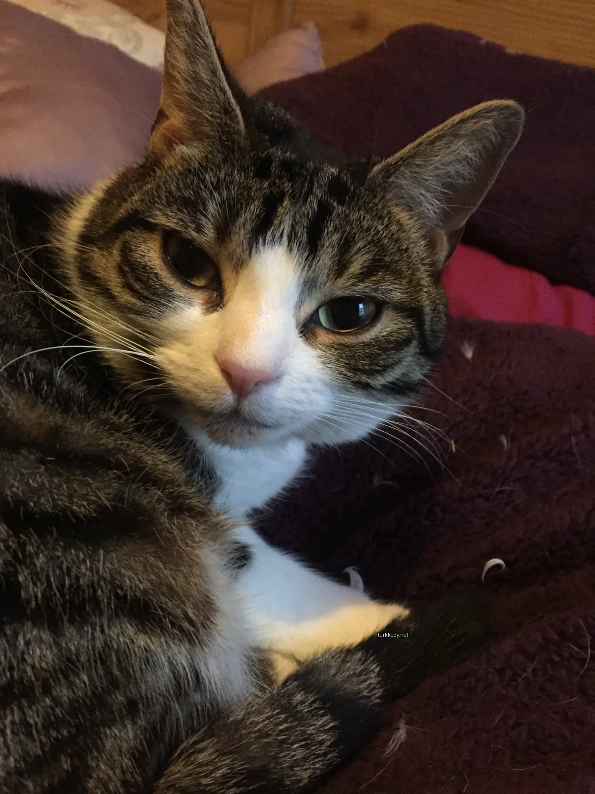 Kedi #3591