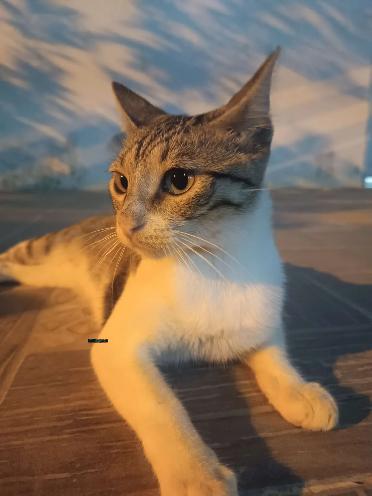 Kedi #3592