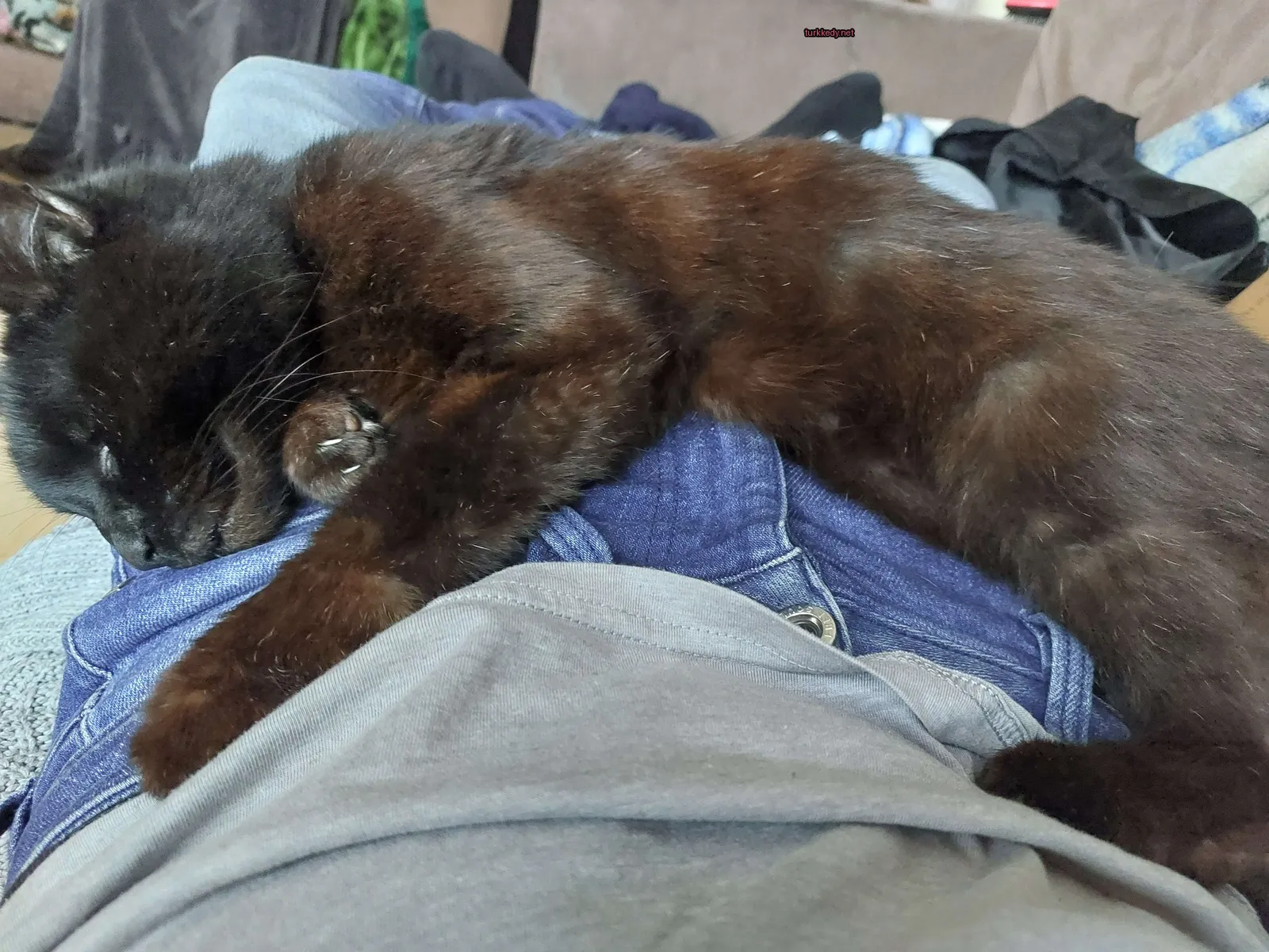 Kedi #3593