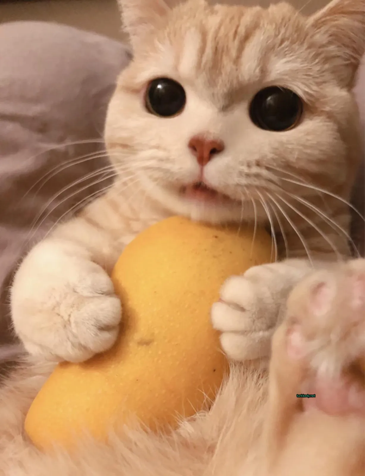 Kedi #3594