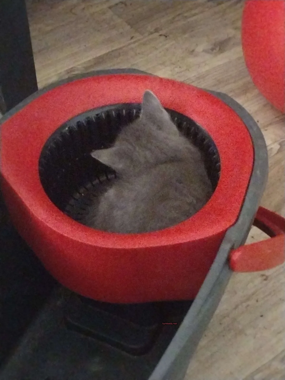 Kedi #3596