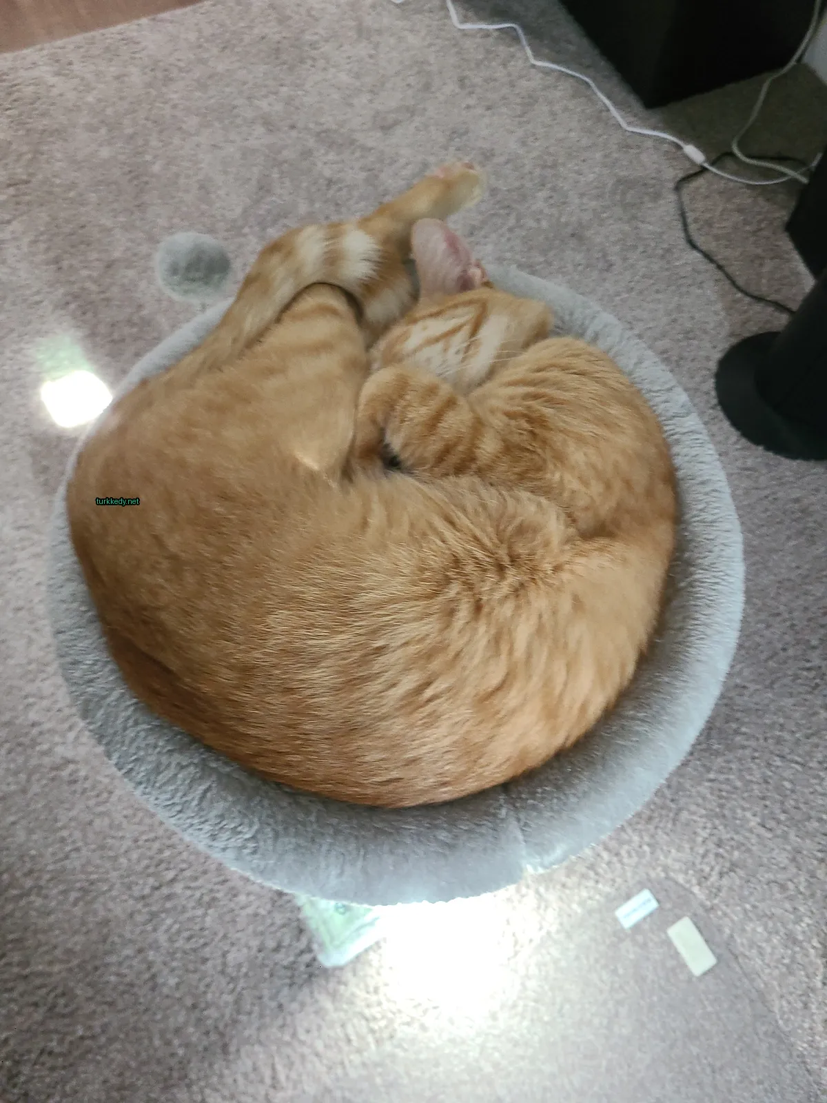 Kedi #3595