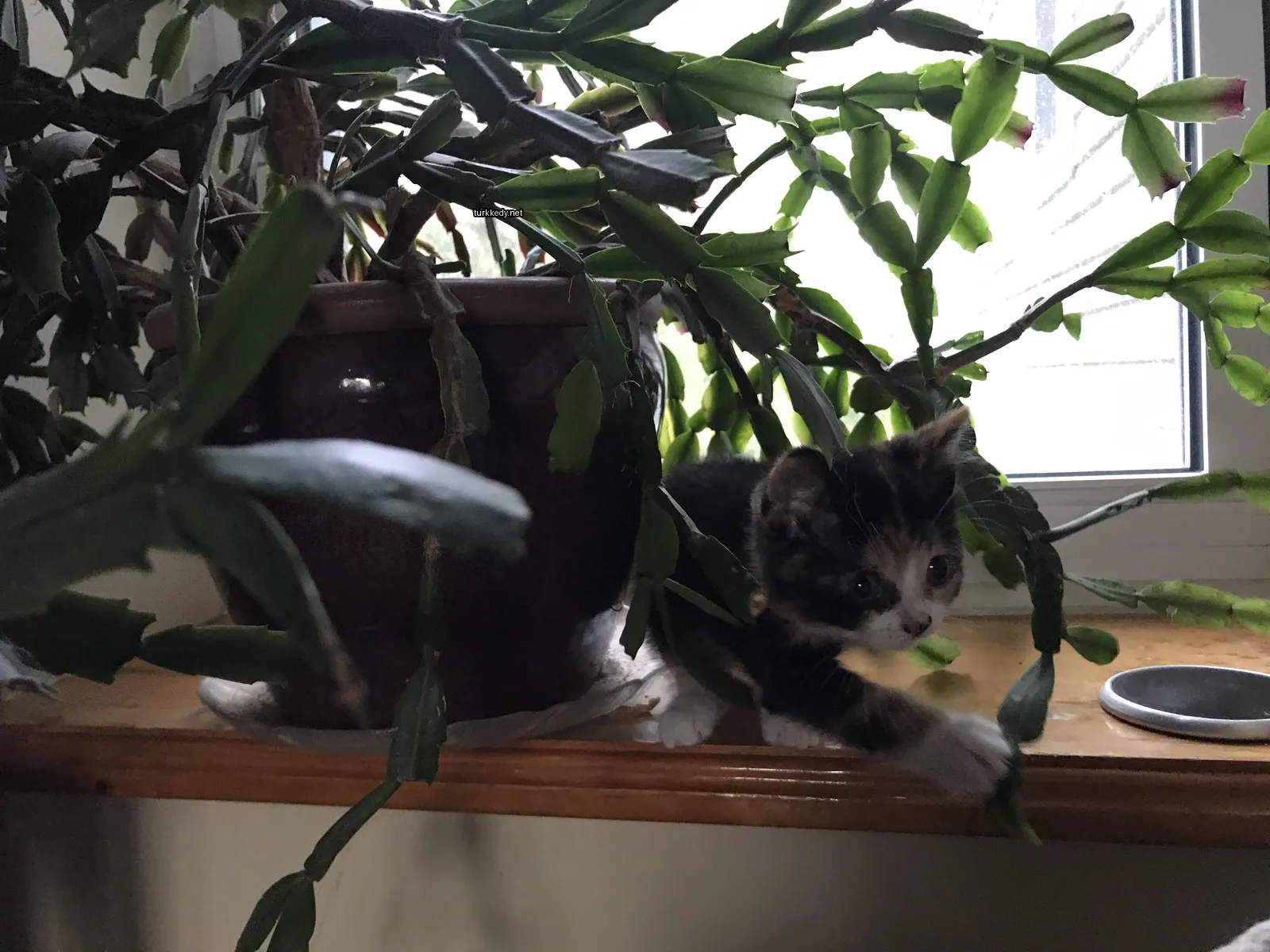 Kedi #3597