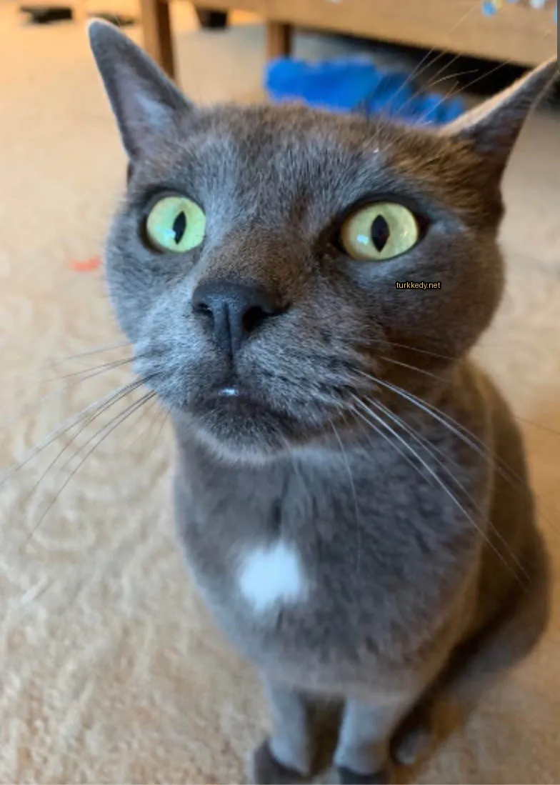 Kedi #3599