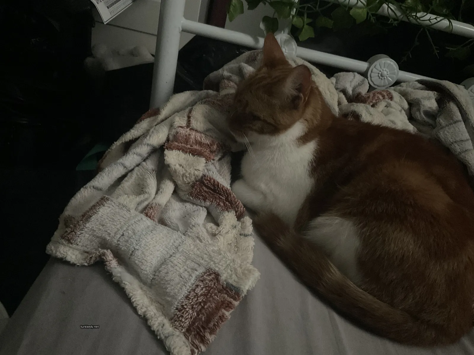 Kedi #3601