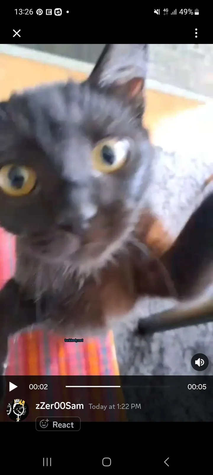 Kedi #3600