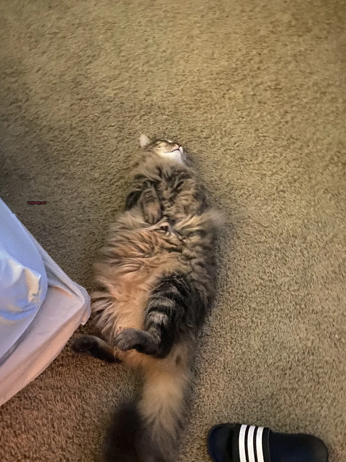Kedi #3604