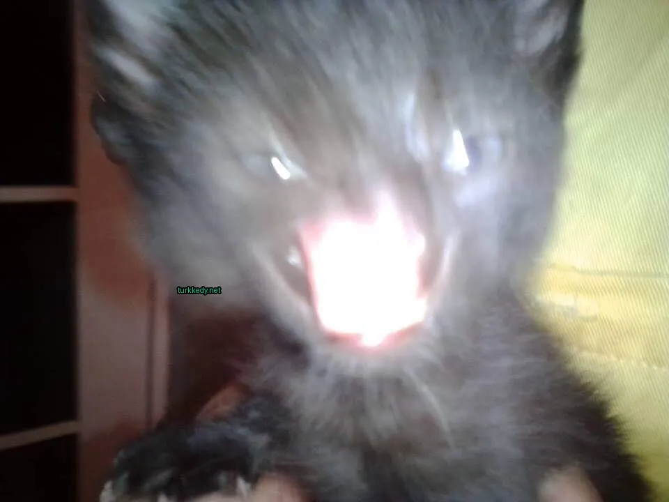 Kedi fotoğrafı #3602
