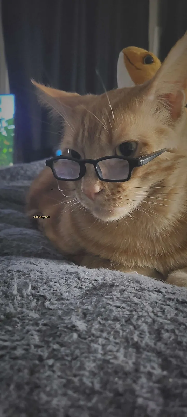 Kedi #3605