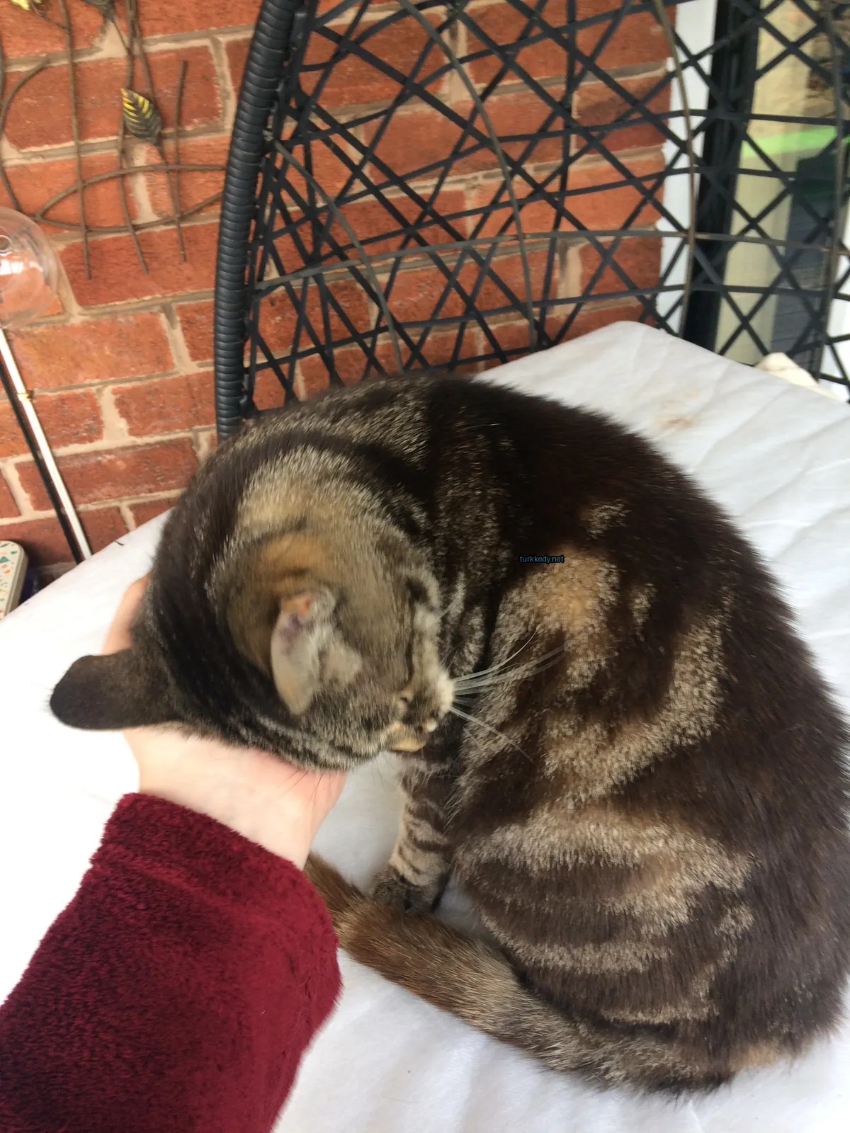 Kedi #3608