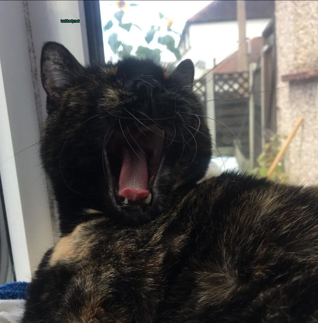 Kedi #3609