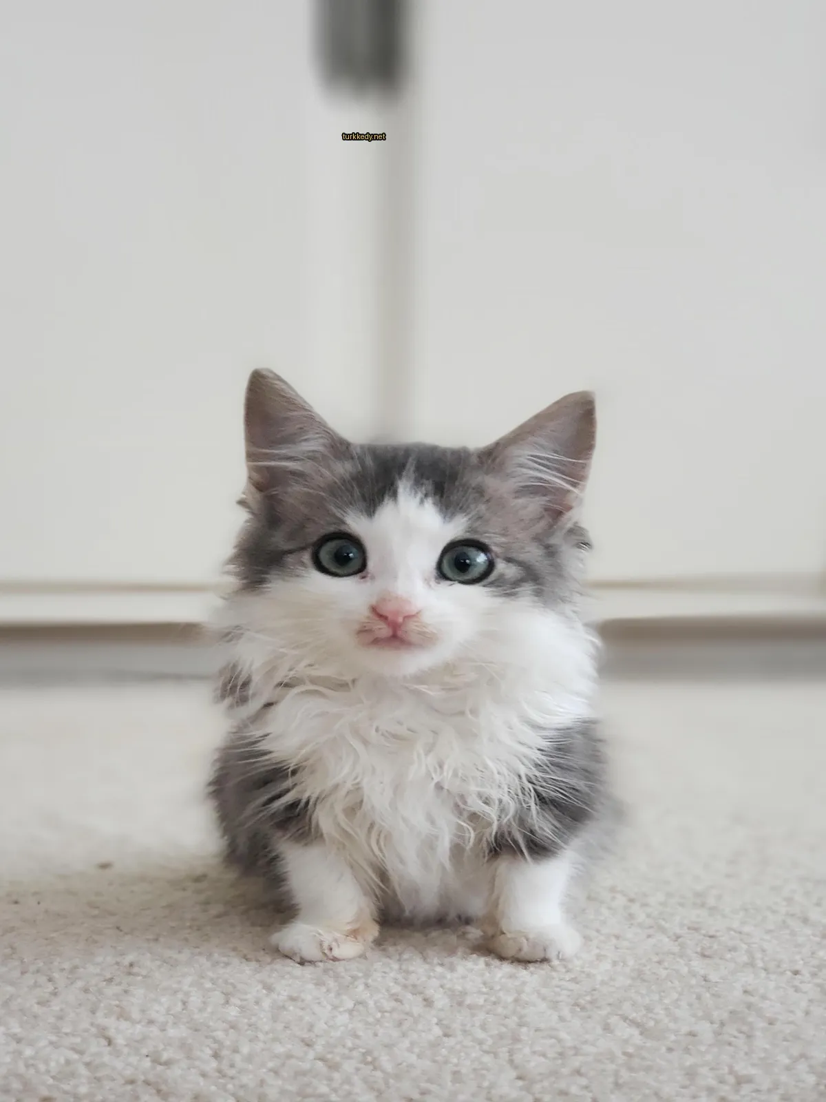 Kedi #3607