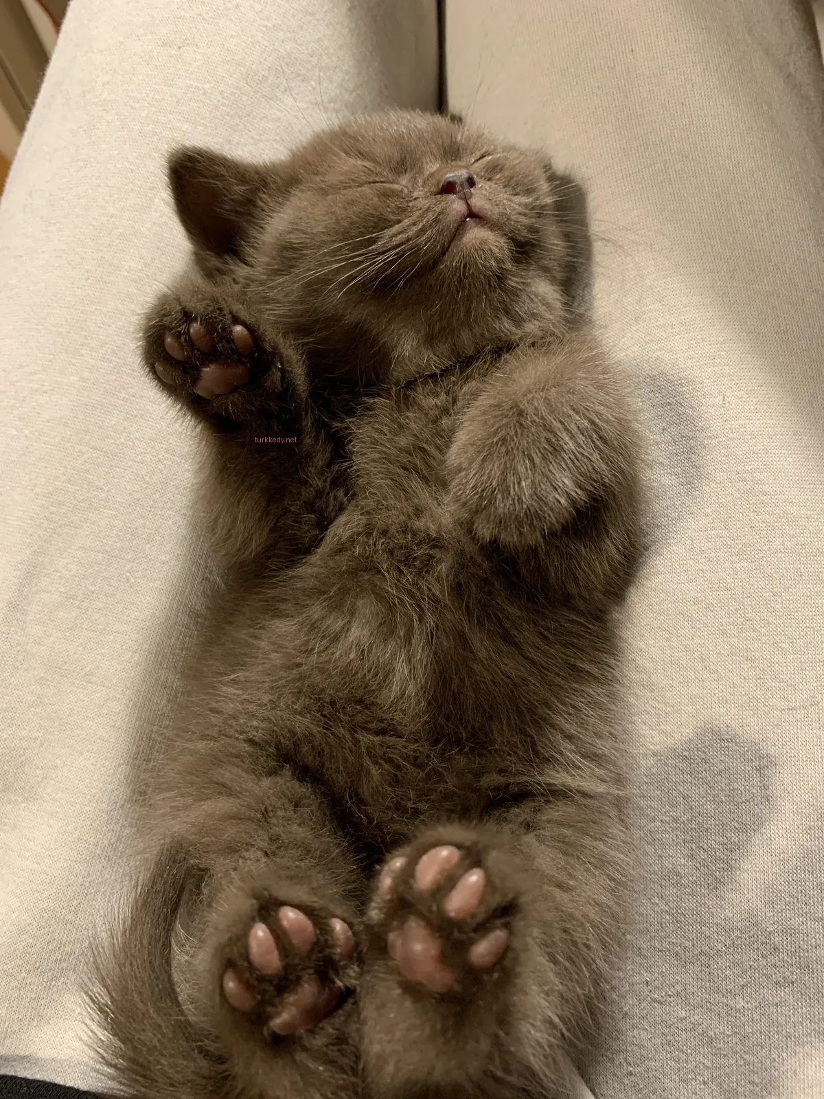 Kedi #3610