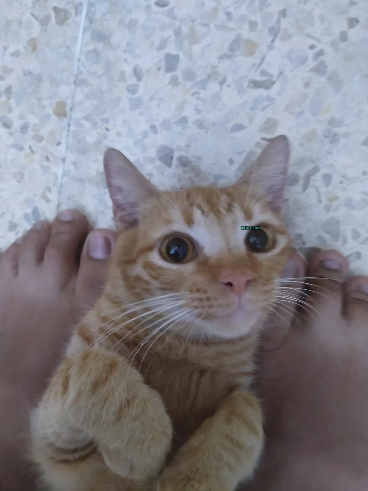 Kedi #3611