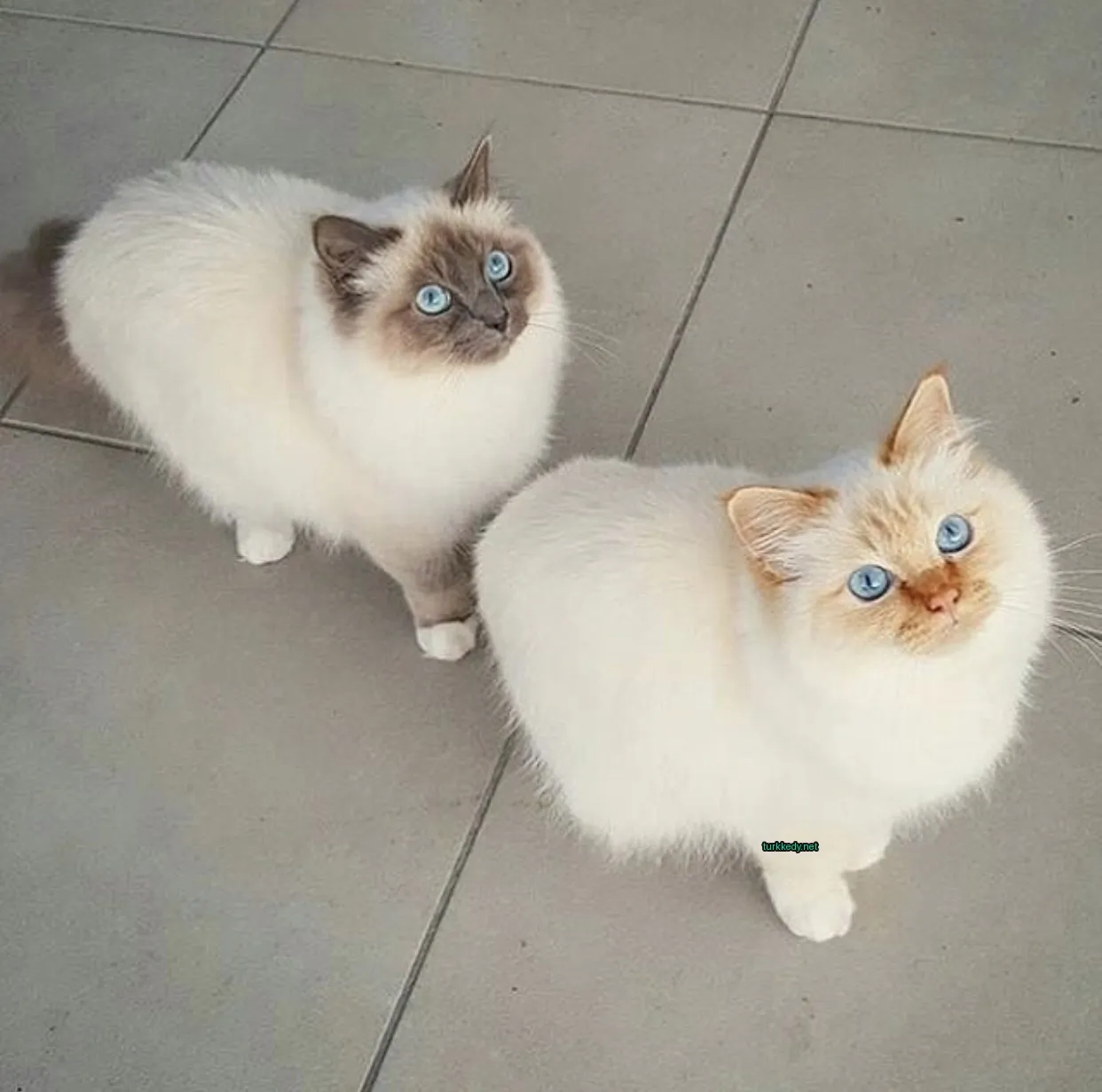Kedi #3612