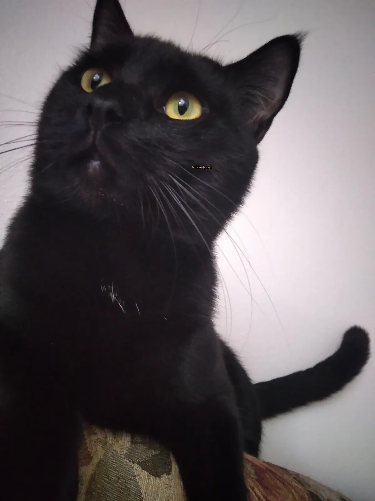 Kedi #3613