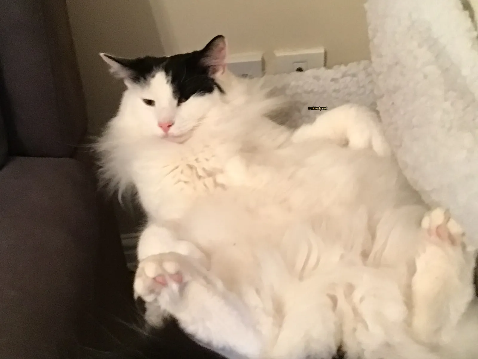 Kedi #3614