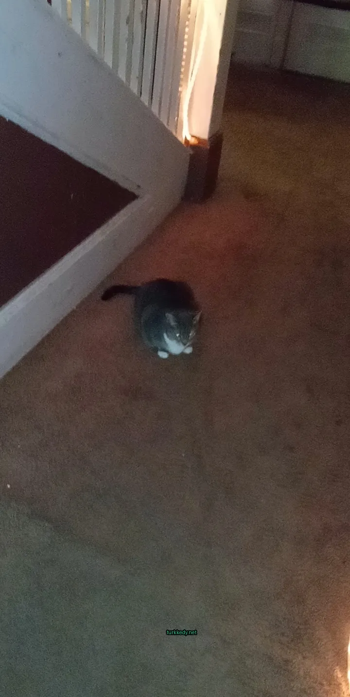 Kedi #3616