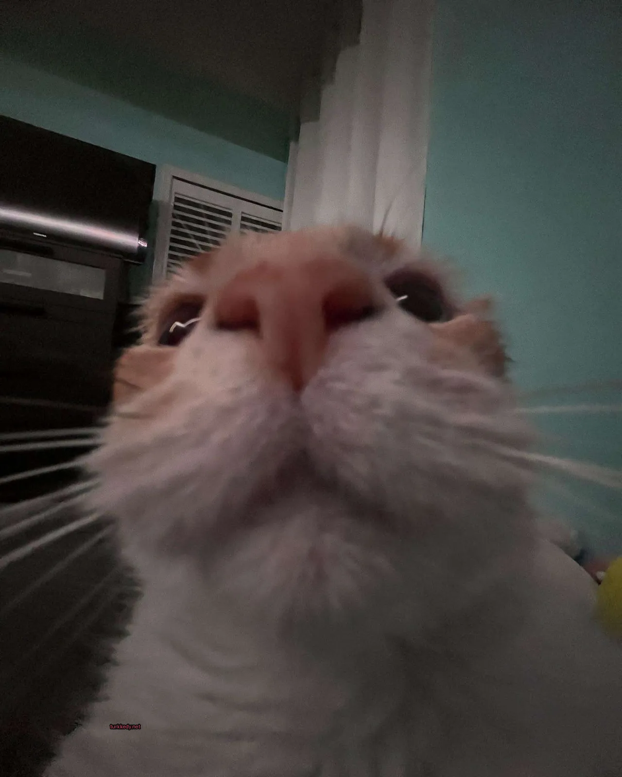 Kedi #3615