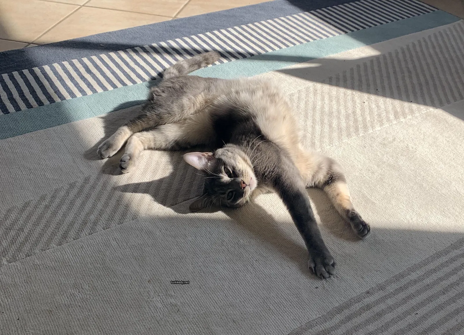 Kedi #3618