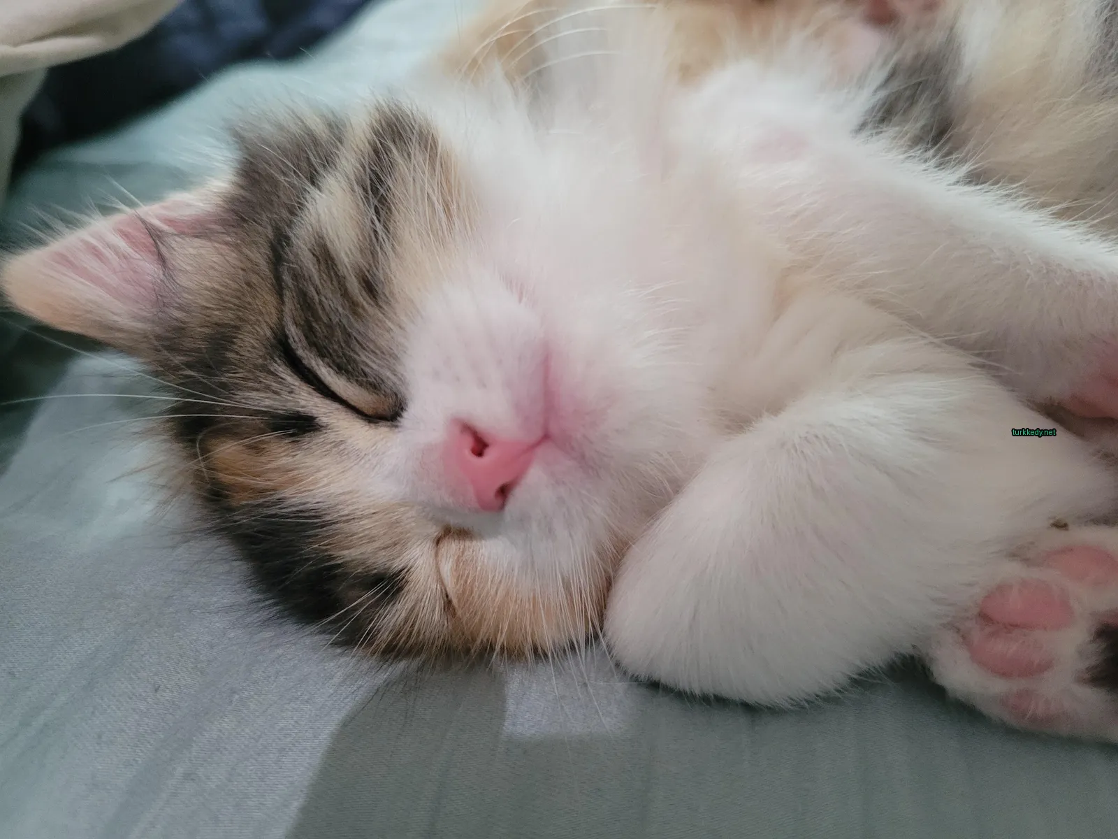 Kedi #3617