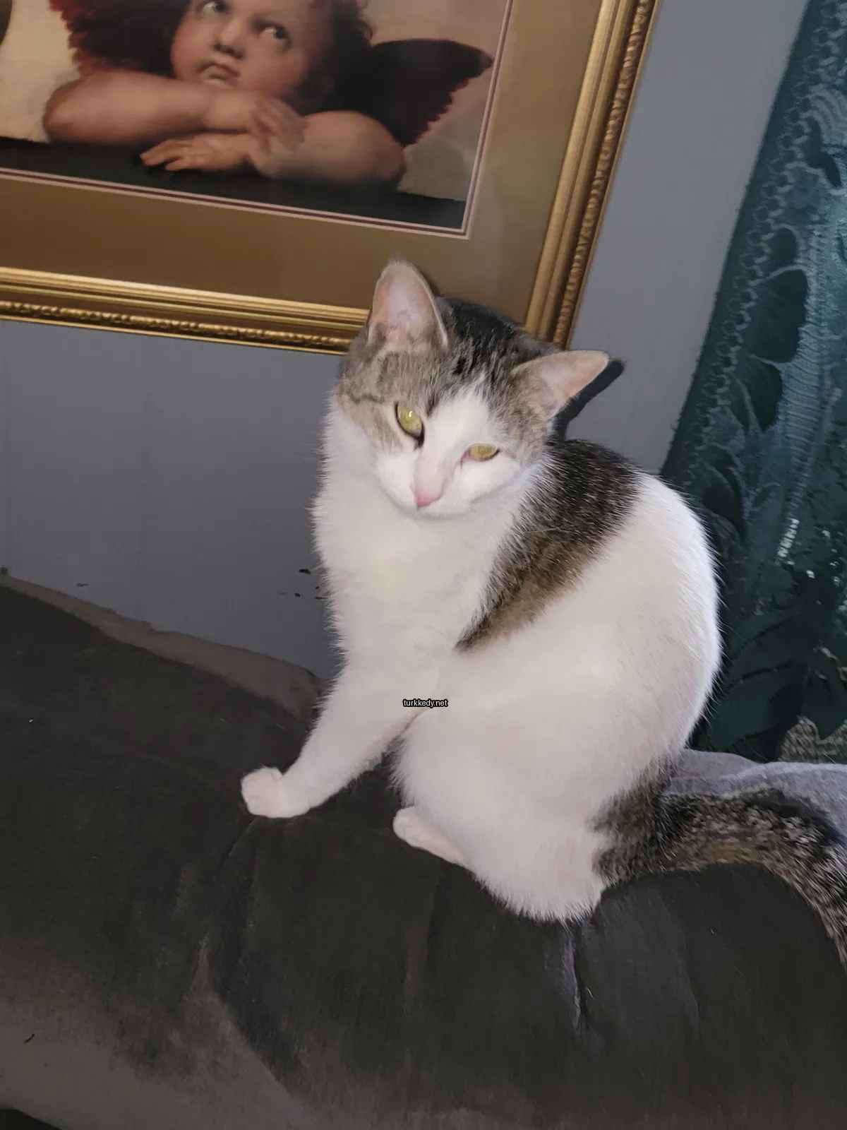 Kedi #3619
