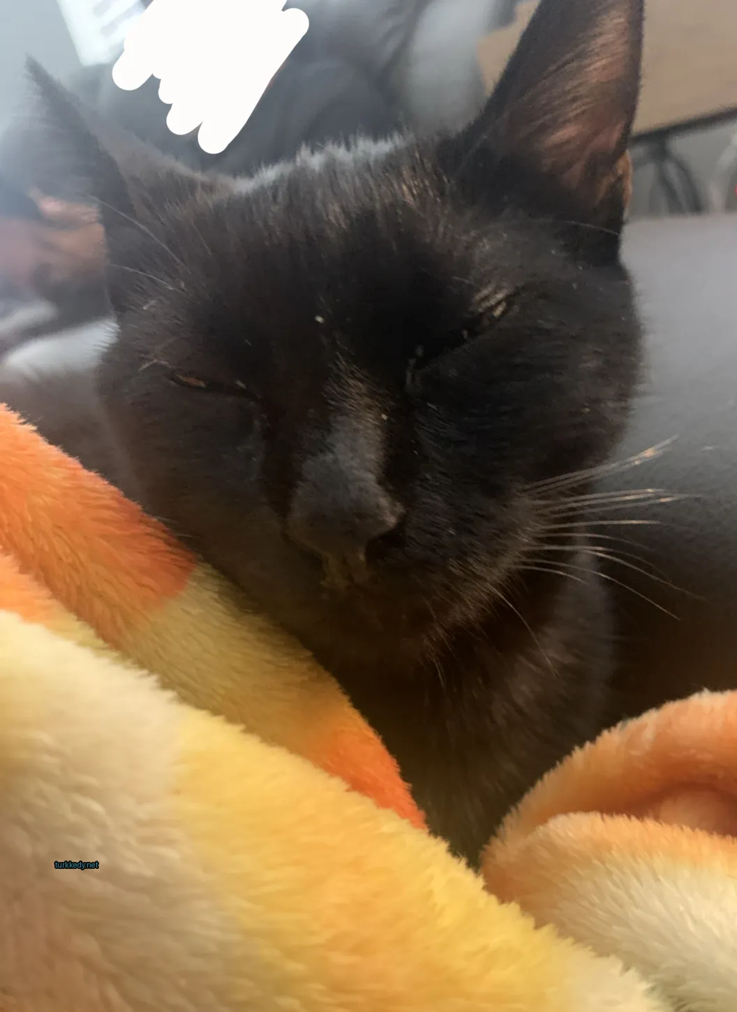 Kedi #3620