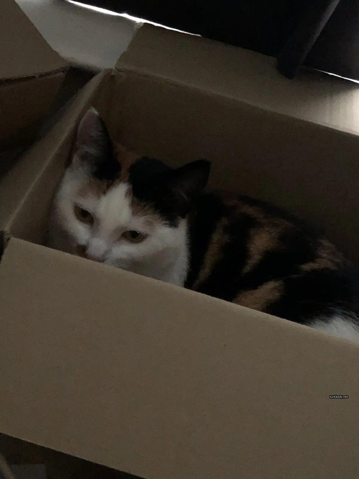 Kedi #3621