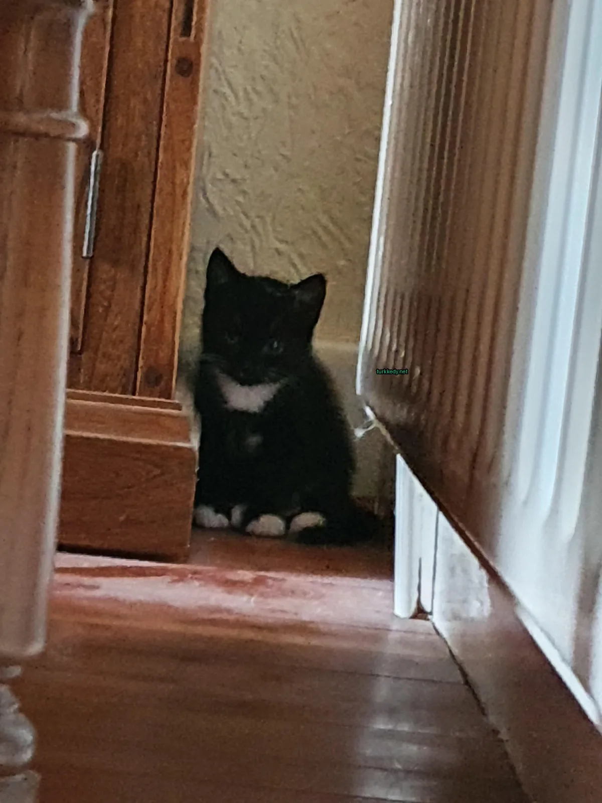 Kedi #3622