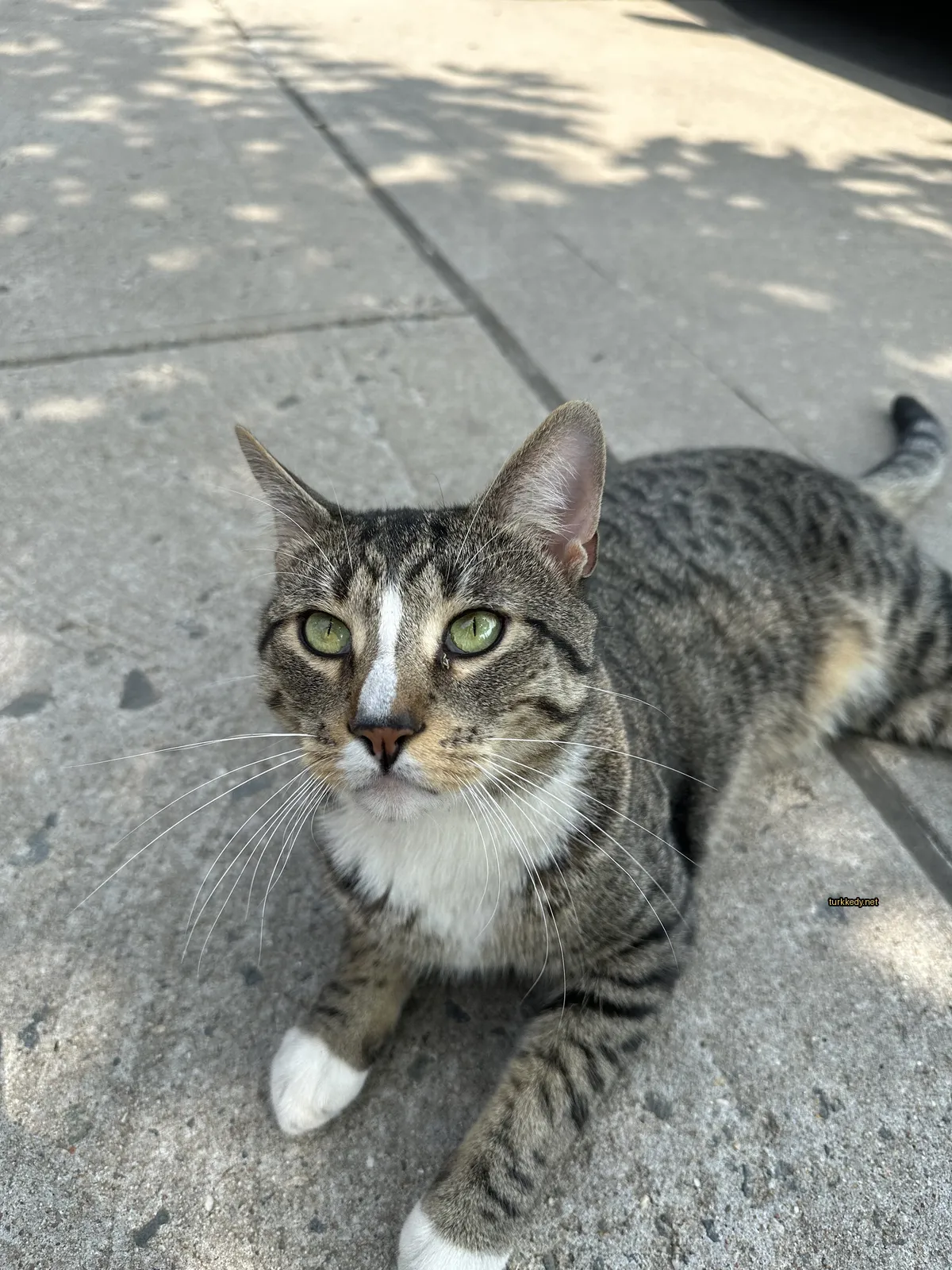Kedi #3623