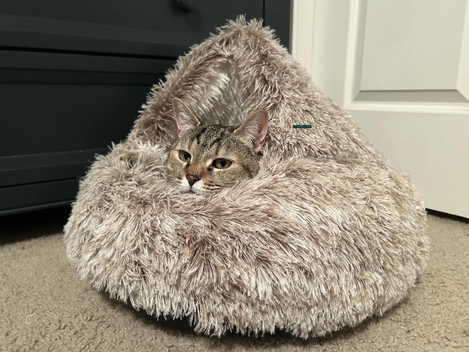 Kedi #3624
