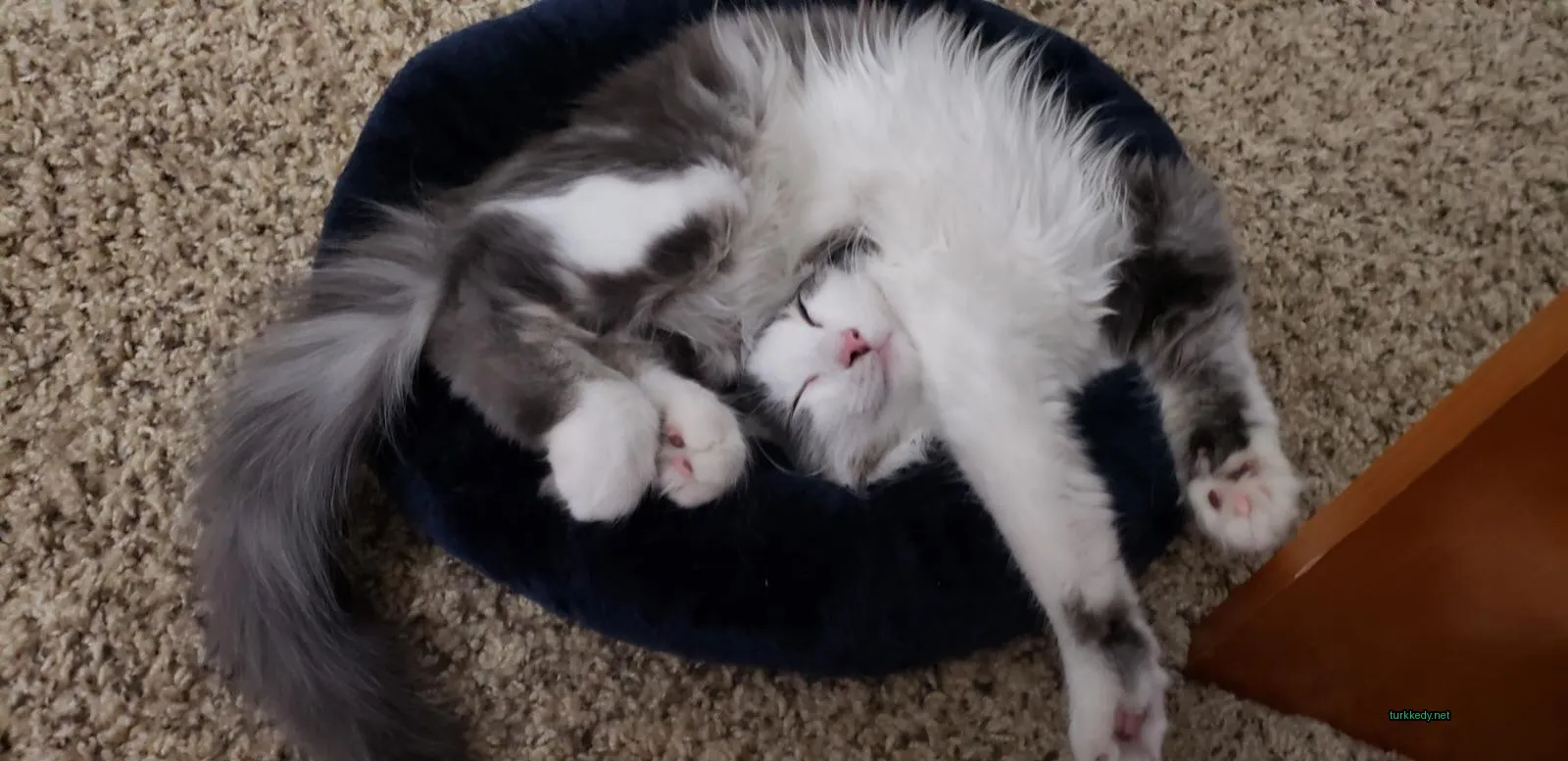 Kedi #3625