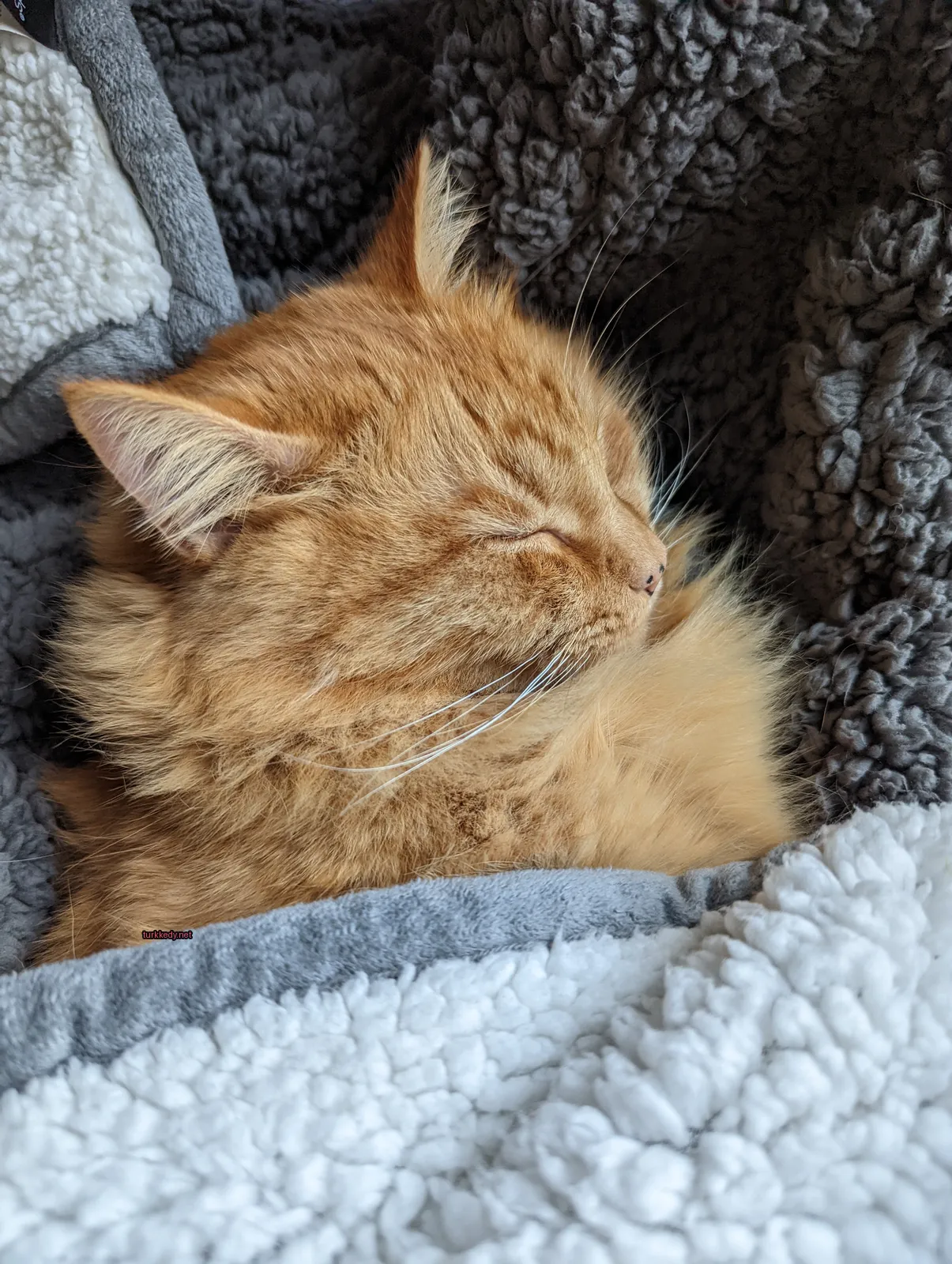 Kedi #3626