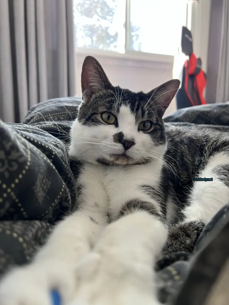 Kedi #3627