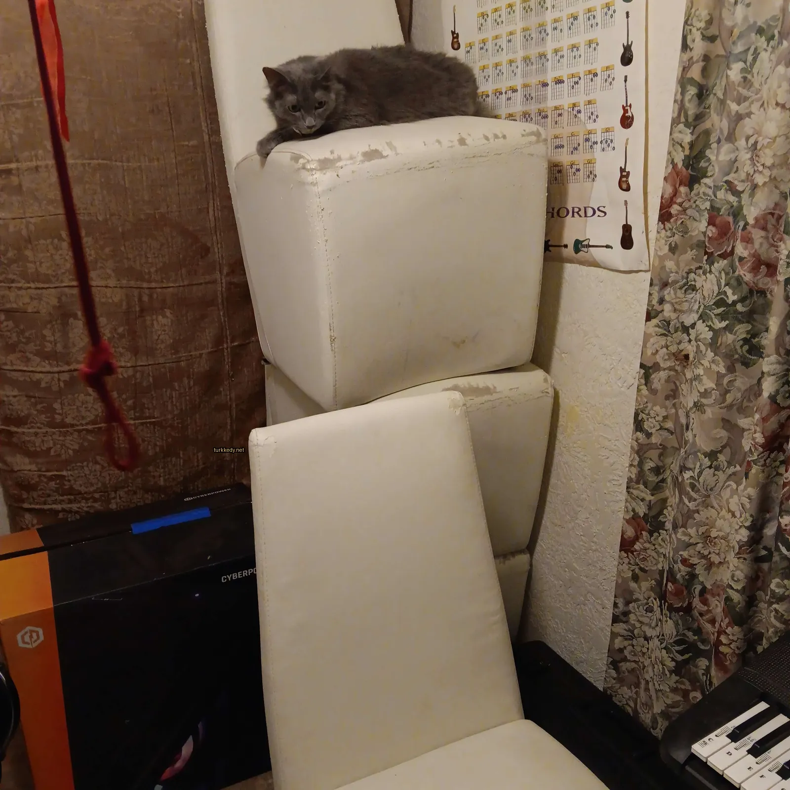 Kedi #3629