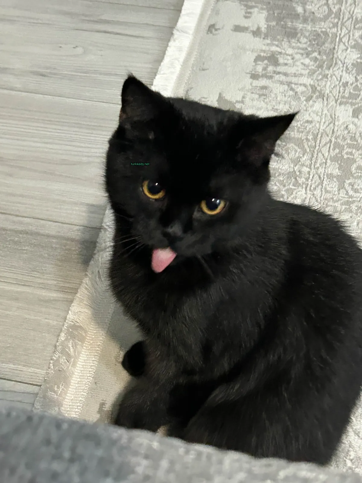 Kedi #3630