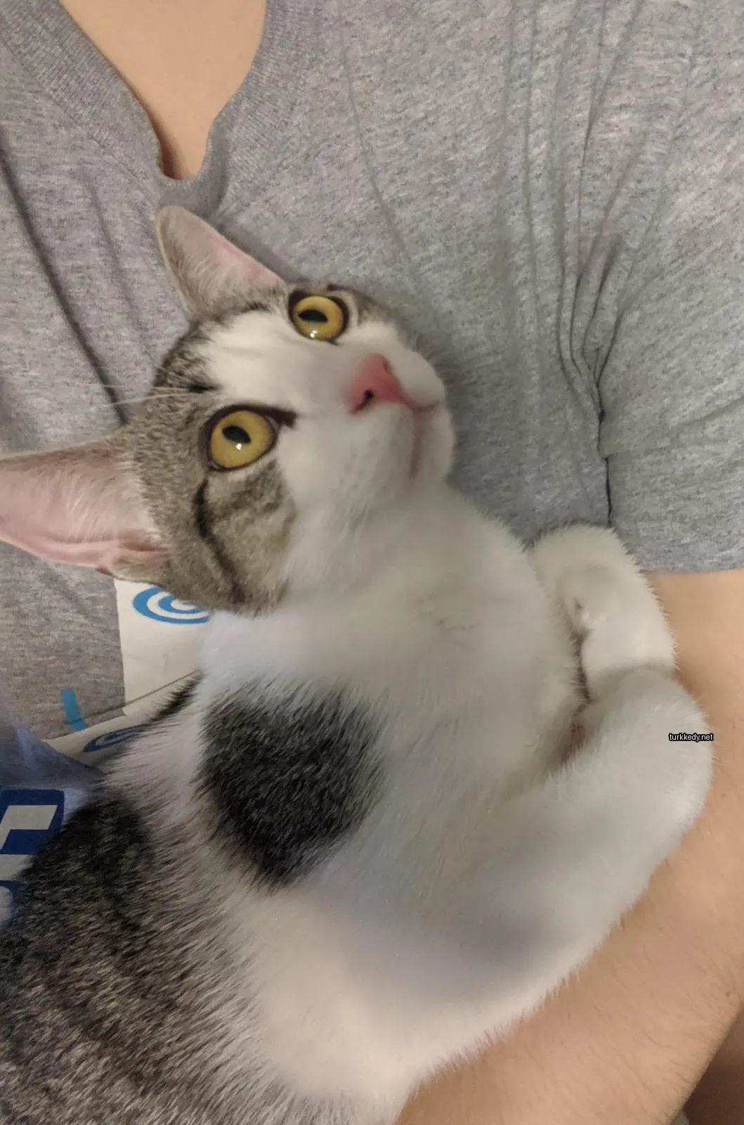Kedi #3634