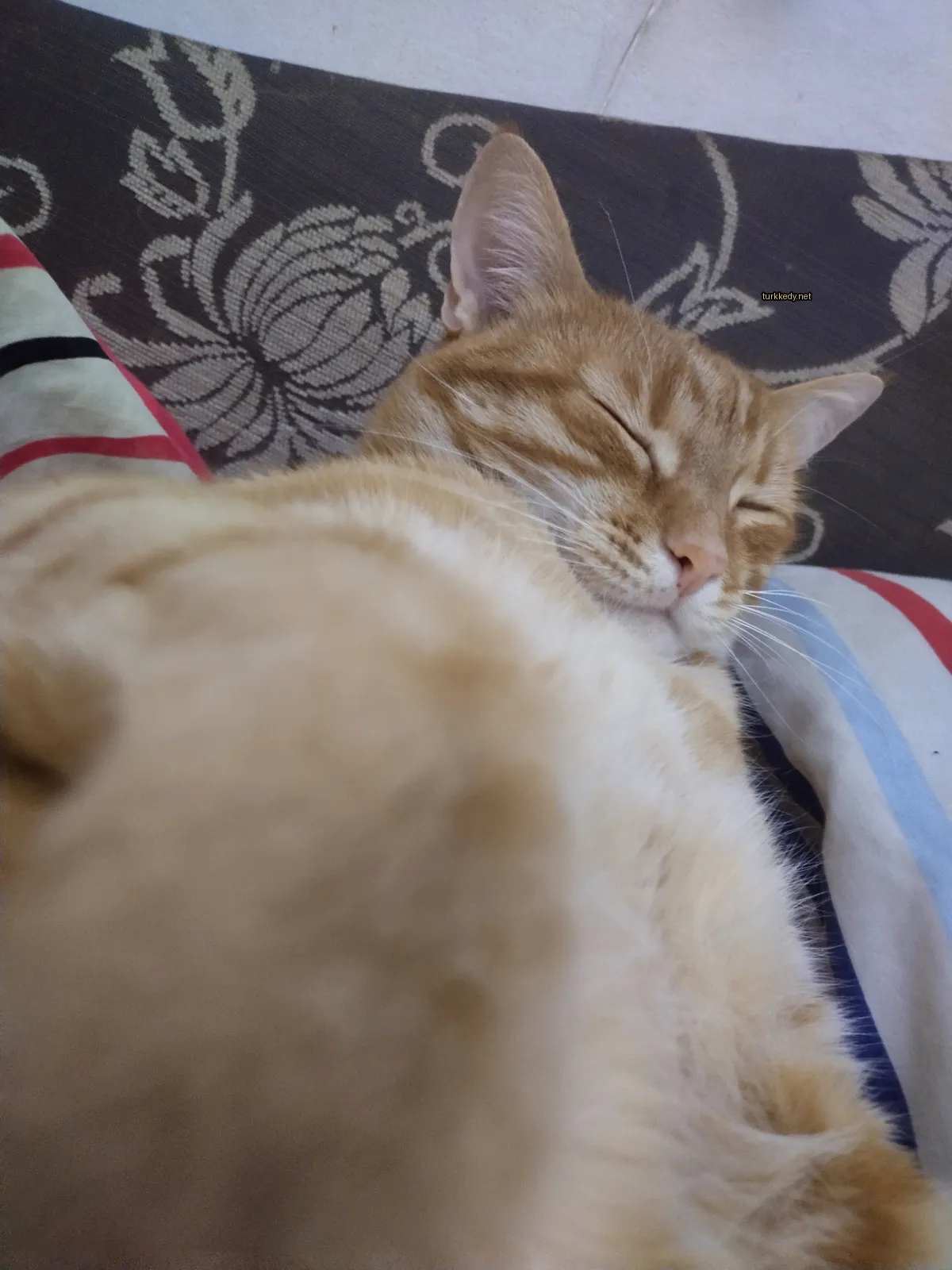 Kedi #3632